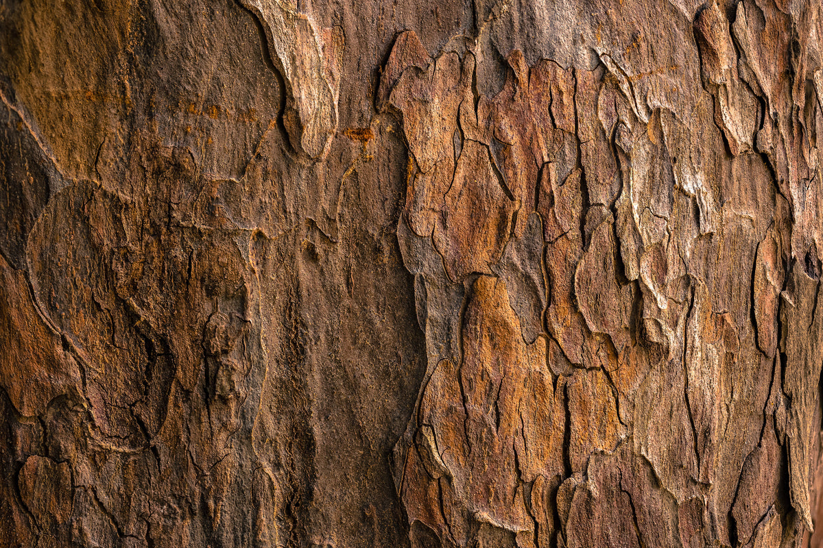 Wood For The World