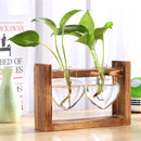 Glass and Wood Vase Planter with Wooden Base